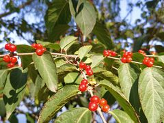 -永定河休闲森林公园