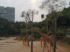 -深圳野生动物园