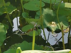 -合肥三国新城遗址公园