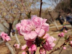 -桃花堤公园