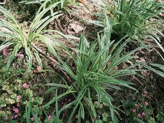 -合肥滨湖国家森林公园