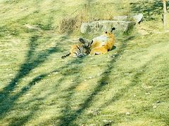 -北京野生动物园