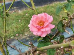 -亚龙湾国际玫瑰谷