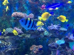 -芜湖新华联大白鲸海洋公园