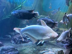-上海海洋水族馆