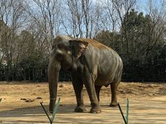 -合肥野生动物园