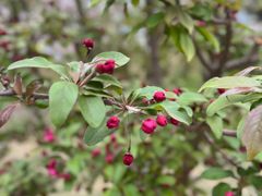 -元大都城垣遗址公园