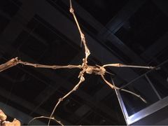 -墨尔本博物馆(Melbourne Museum)