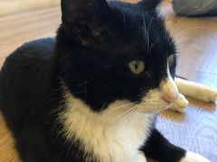 -猫的茶·猫咖