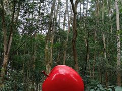 -深圳国际园林花卉博览园