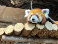 -Zoolung Zoolung动物主题公园(海信广场店)