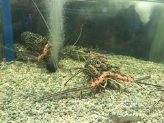 -Isla Sugbu Seafood City