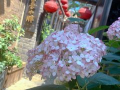 -四喜小胖·北京涮肉(五道营店)