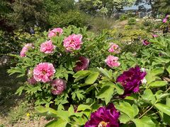 -国家植物园南园