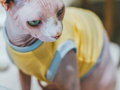 -藏猫猫咖啡主题馆(中央大道店)