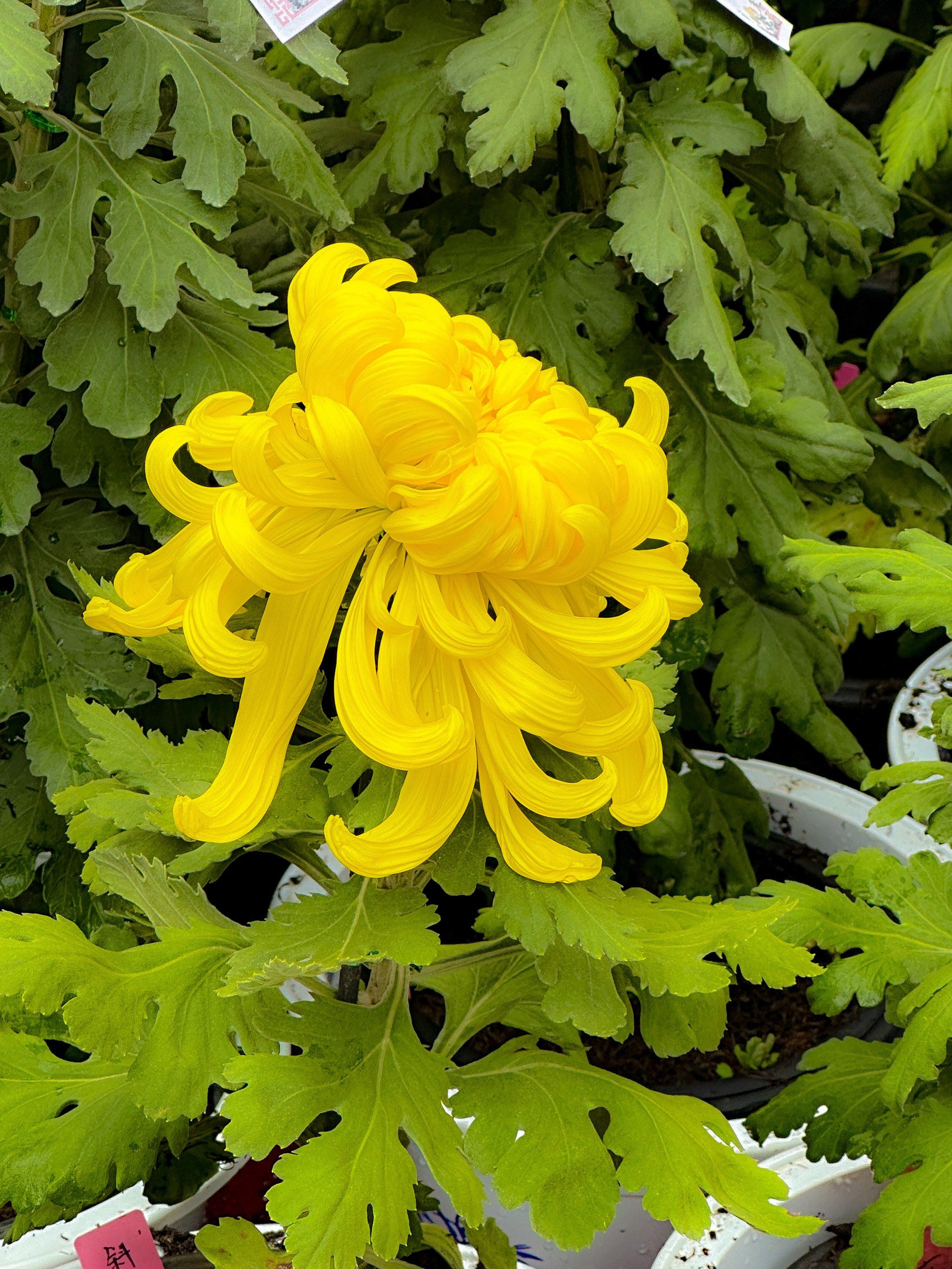 谁说黄菊花不好看的?