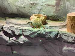 -Zoolung Zoolung动物主题公园(海信广场店)