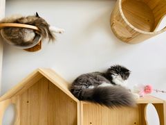 -Catmate·猫肥家润(金润铂宫店)