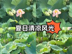 -荷花荡