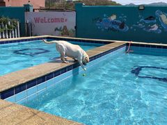 -趣玩宠物乐园寄养训犬训狗游泳池
