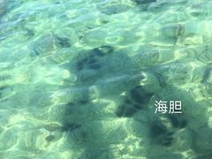 -珊瑚岛