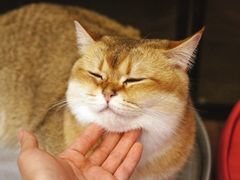 -MOCHA明星猫咖(田子坊店)