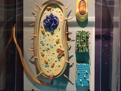 -正佳自然科学博物馆