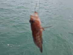 -小猫钓鱼海钓俱乐部(椰梦长廊店)