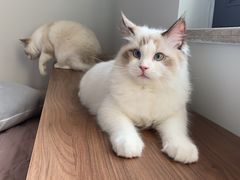 -糯米喵星人总部直营旗舰店·猫舍·幼猫出售
