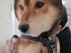 -美联众合动物医院·24h京西诊疗中心