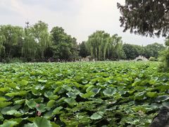 -莲池书院博物馆