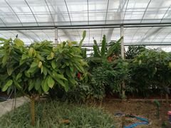 -歌斐颂巧克力小镇