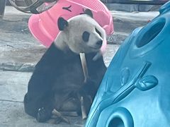 -武汉动物园
