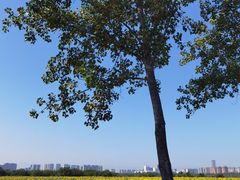 -汉长安城未央宫国家考古遗址公园