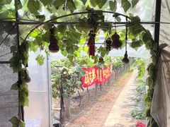 -马陆小张葡萄园农家乐