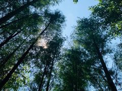 -深圳仙湖植物园