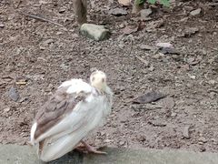 -瑞丽独树成林风景区