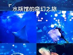 -烟台海昌鲸鲨海洋公园