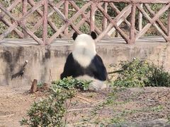 -成都大熊猫繁育研究基地