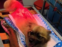 -顺强宠物诊所·狂犬免疫·夜诊·骨科(嘉定店)