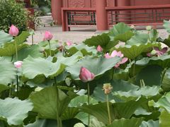 -莲池书院博物馆