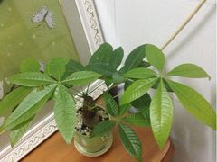 iphone_upload_pic-深圳富苑皇冠假日套房酒店