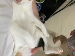 -瑞派动物医院·猫专科·至诚(江南中分院)