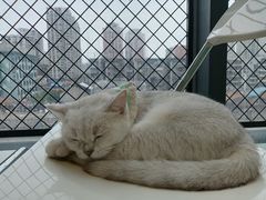 -怪兽屋·羊驼·猫咖·狗咖(俊华广场店)