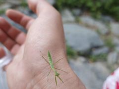 -阳台山自然风景区