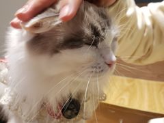 -啵啵喵·猫咖(攀华国际店)