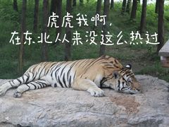 -上海野生动物园