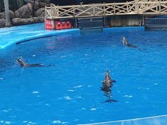 -海合安成都极地海洋公园