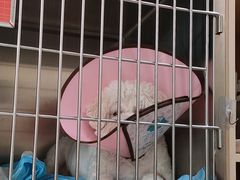 -谐和贝康宠物医院24小时·宠保定点(急重症转诊中心)