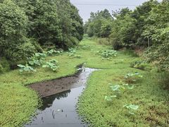 -白鹭湾湿地公园